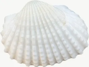 White scallop seashell, tall PNG with transparent background, real photo cutout
