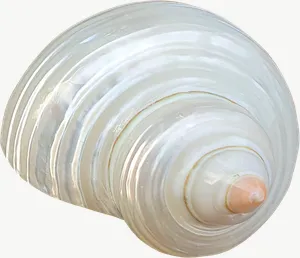 White spiral seashell, round PNG with transparent background, real photo cutout