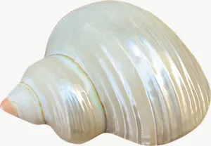 White spiral seashell, wide PNG with transparent background, real photo cutout