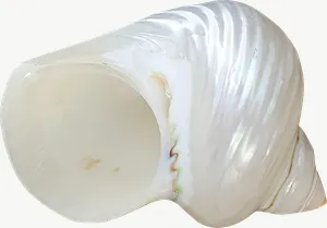 White spiral seashell, close-up PNG with transparent background, real photo cutout