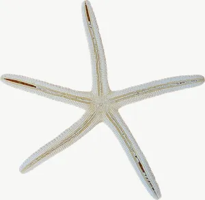 White starfish seashell, close-up PNG with transparent background, real photo cutout
