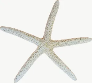 White starfish seashell, loosely framed PNG with transparent background, real photo cutout