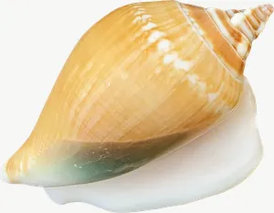Yellow conch seashell PNG with transparent background, real photo cutout