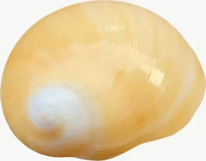 Yellow cowrie seashell PNG with transparent background, real photo cutout