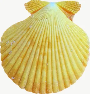 Yellow scallop seashell PNG with transparent background, real photo cutout
