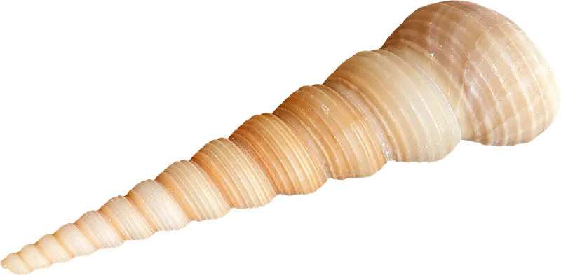 Auger seashell PNG with transparent background, real photo cutout
