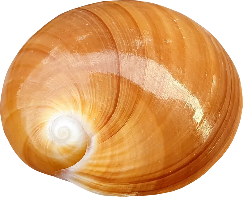 Brown moon snail seashell PNG with transparent background, real photo cutout