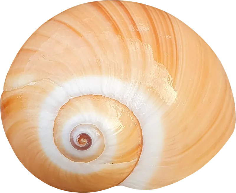 Orange moon snail seashell PNG with transparent background, real photo cutout