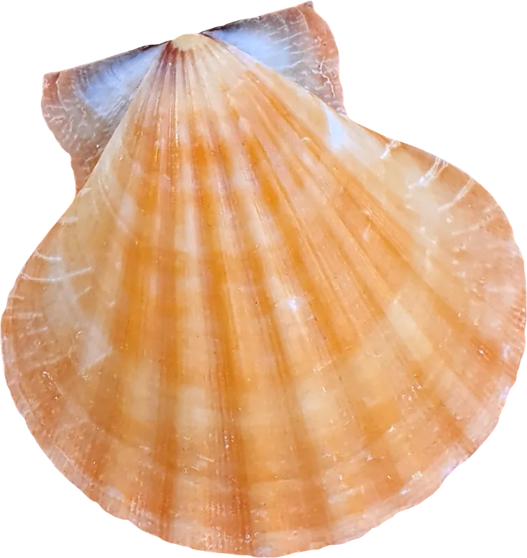 Orange scallop seashell PNG with transparent background, real photo cutout