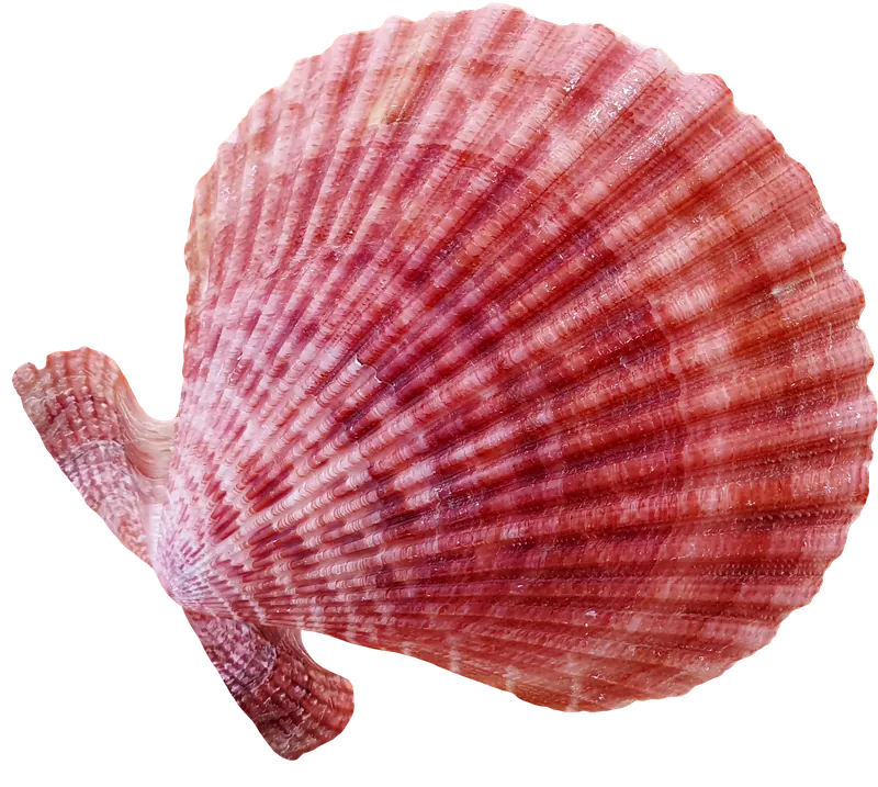 Pink scallop seashell PNG with transparent background, real photo cutout