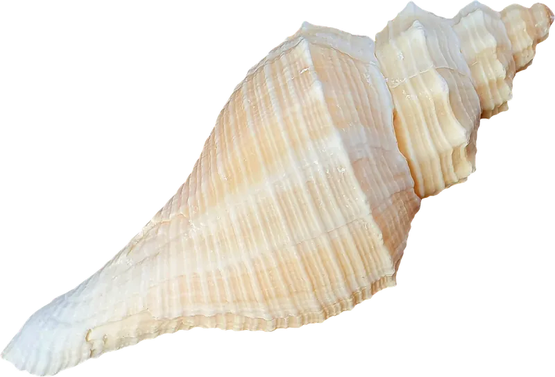 Pointed whelk seashell PNG with transparent background, real photo cutout