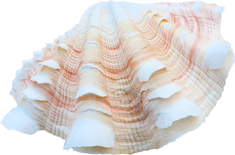 Spotted scallop seashell PNG with transparent background, real photo cutout