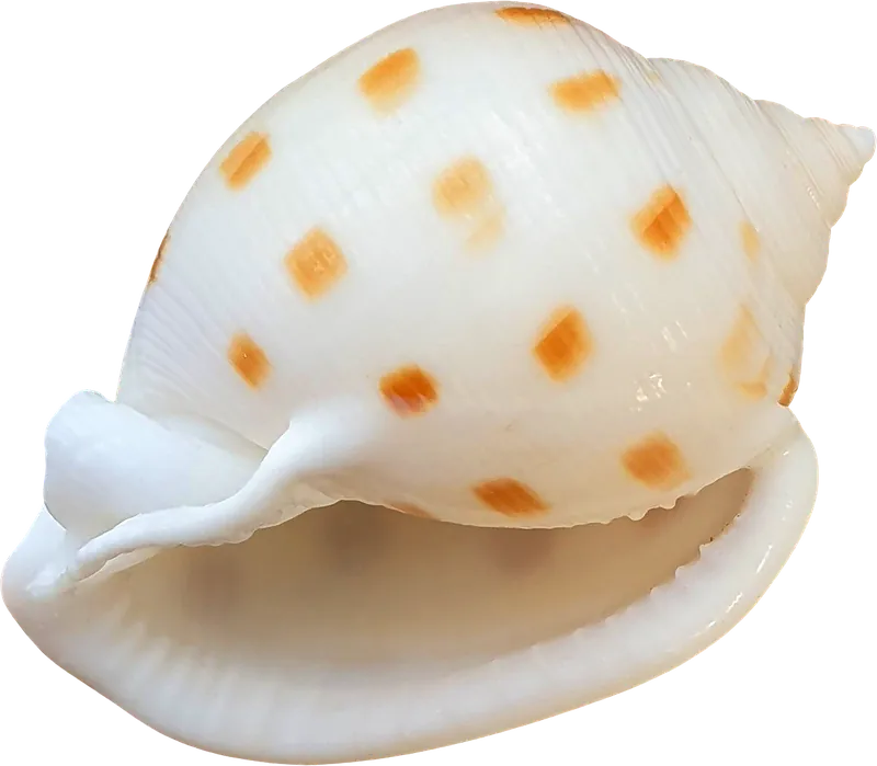 Spotted volute seashell PNG with transparent background, real photo cutout