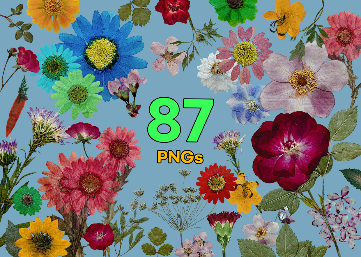 Pressed Flower PNG Vol. 02 product thumbnail