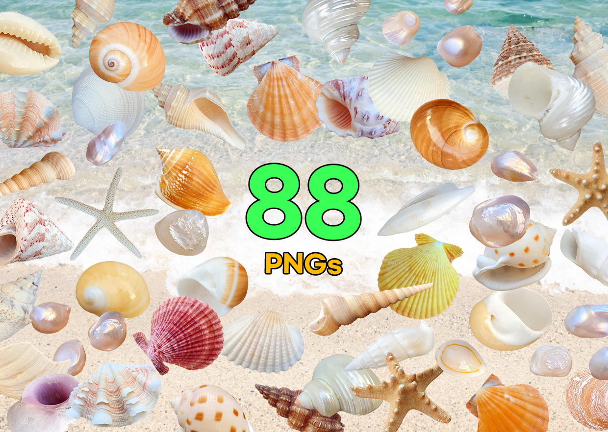 Seashell PNG Vol. 01 product thumbnail
